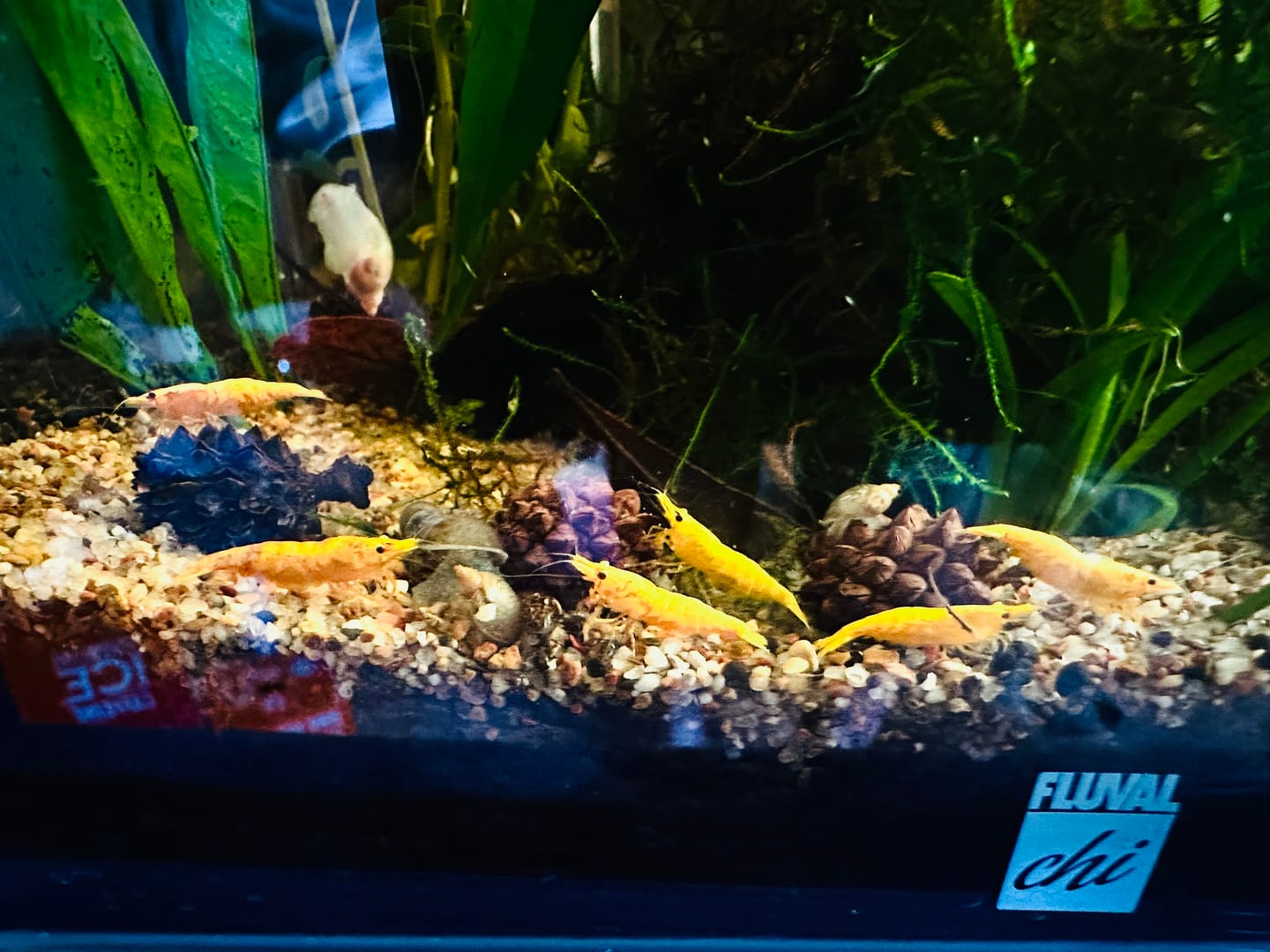 Customer photo review of Neocaridina Skittles Shrimp Pack – Assorted Freshwater Colors