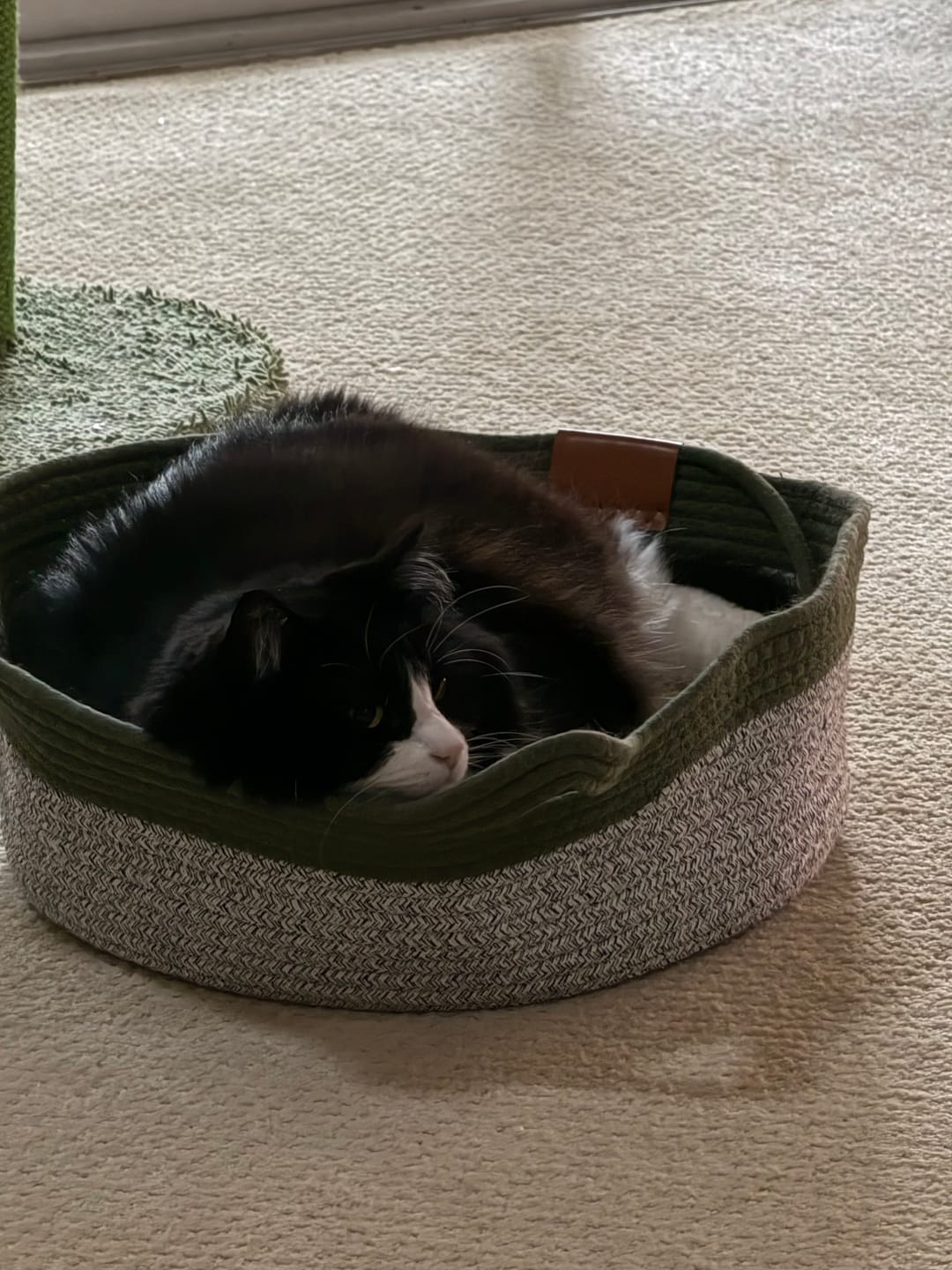 Customer photo review of Instinct Basket | Meet the first research-backed natural territory for indoor cats