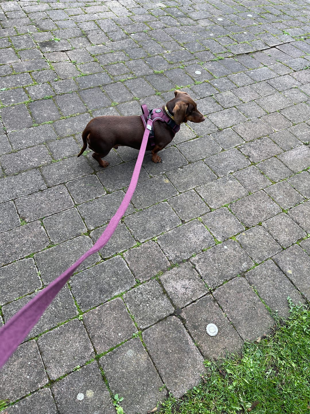 Customer photo review of Fabric Dog Lead 5ft - Mulberry Tweed