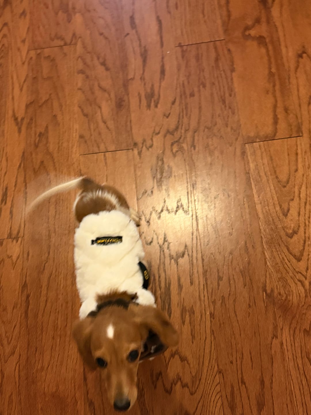Customer photo review of Pet Vest - Sandra/Light Gray