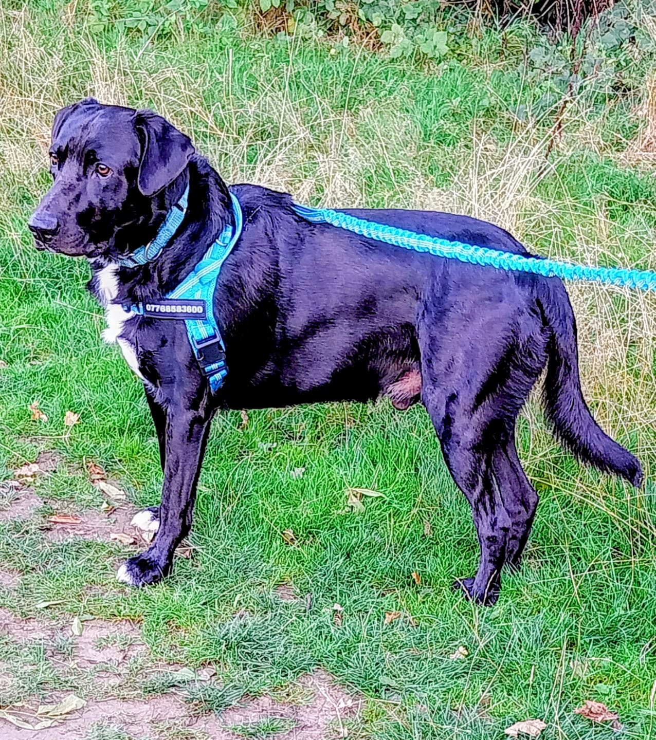 Customer photo review of ParoPet No Pull Dog Harness