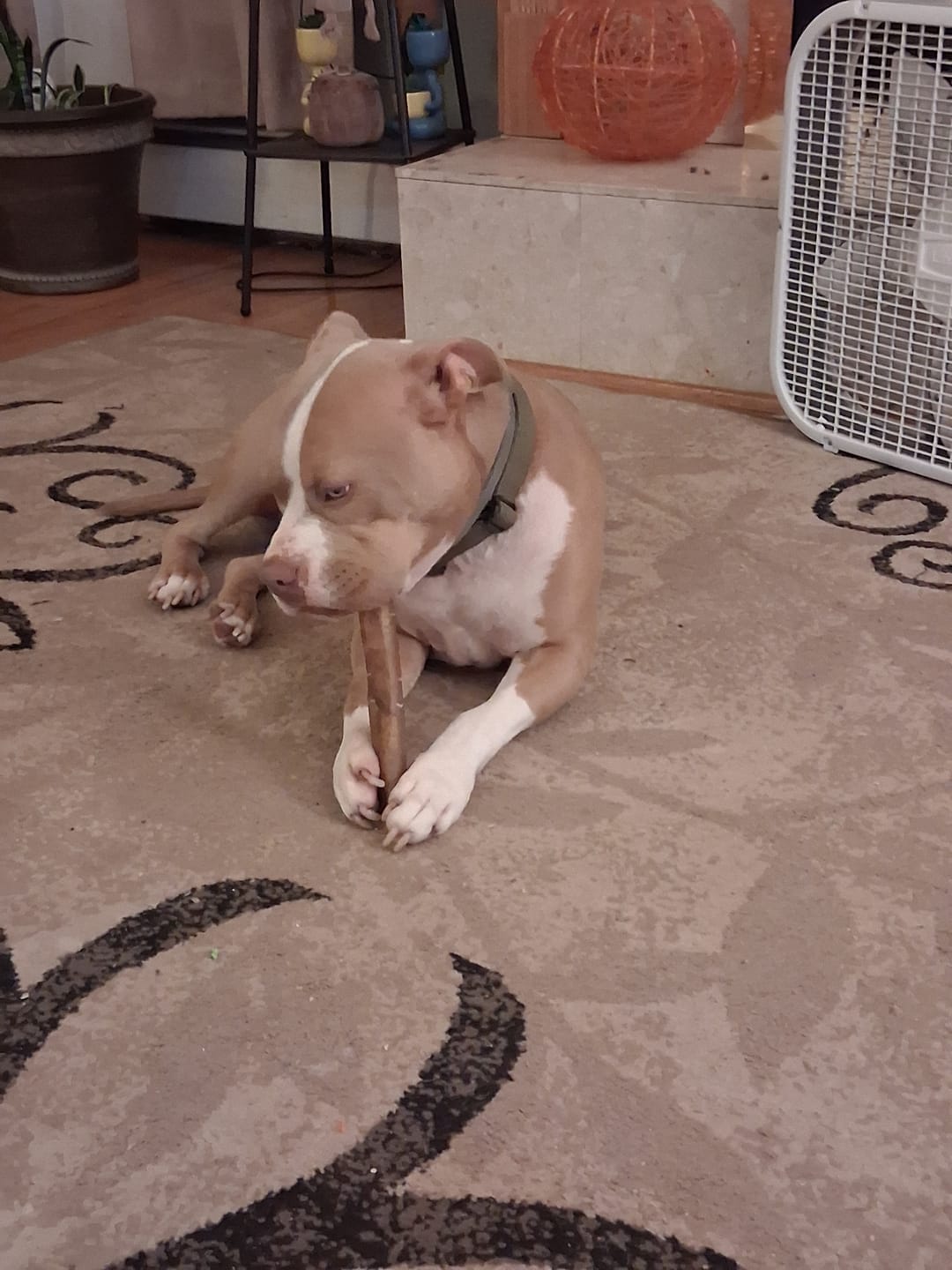 Customer photo review of Wholly Pup Gift Card