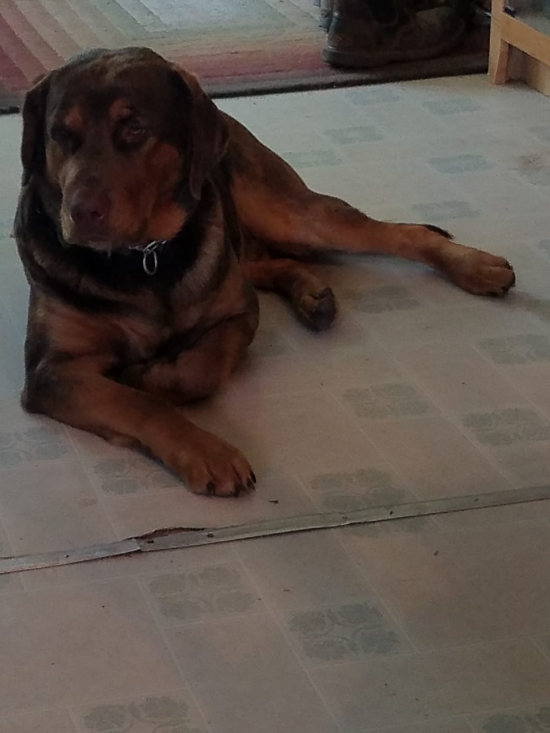 Customer photo review of FurLife™ - 12 Months All Natural Flea and Tick Tags for Dogs