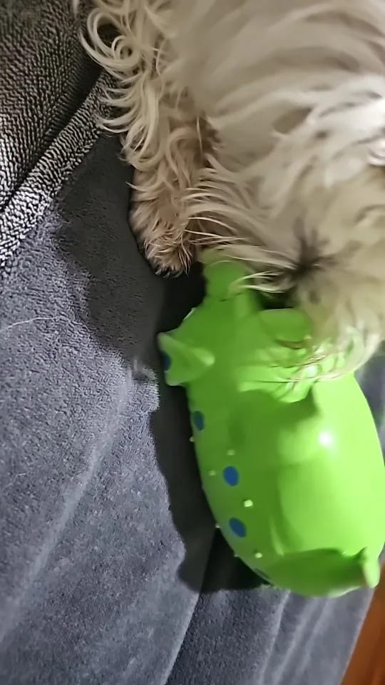 Customer photo review of Soft Latex Squeaky Pig Dog Toy