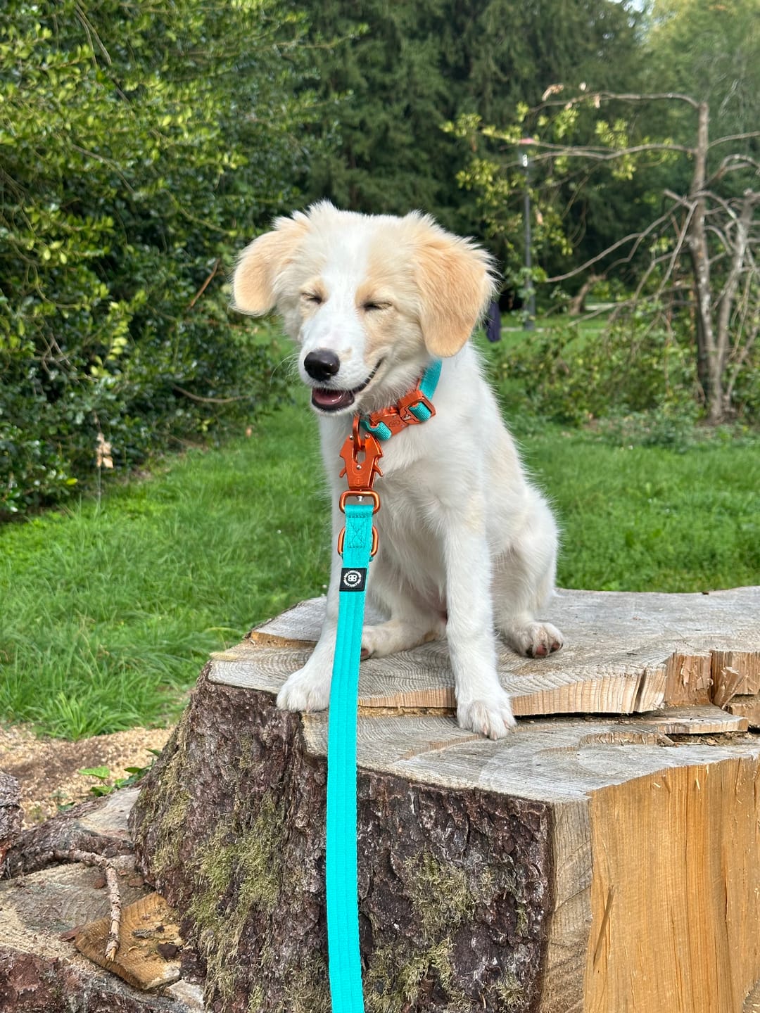 Customer photo review of 2.5cm Lighter Combat® Collar | With Handle & Secure Clip - Turquoise x Orange