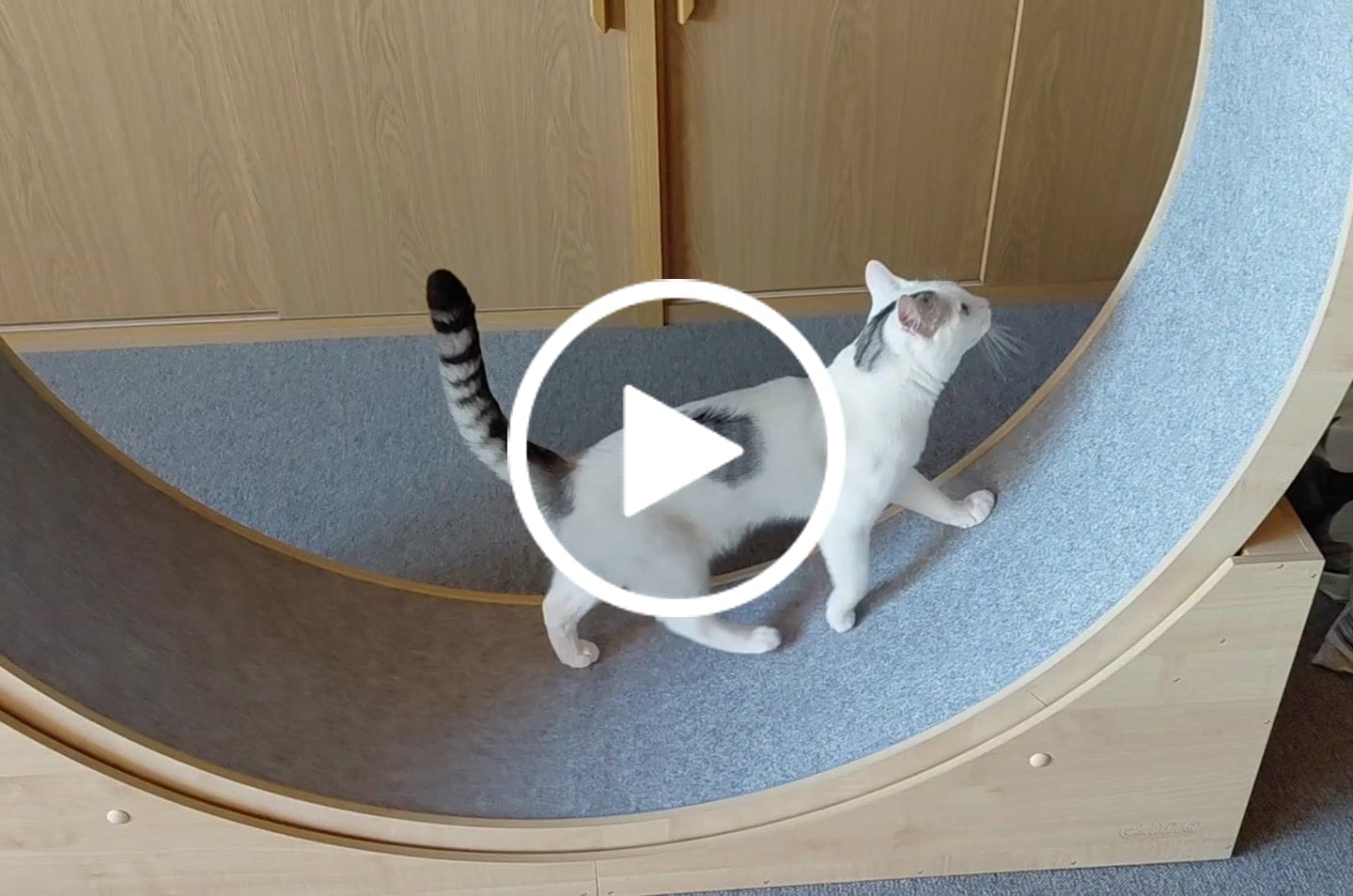 Customer video review of Sofort verfügbare Katzenlaufräder von ELMATO