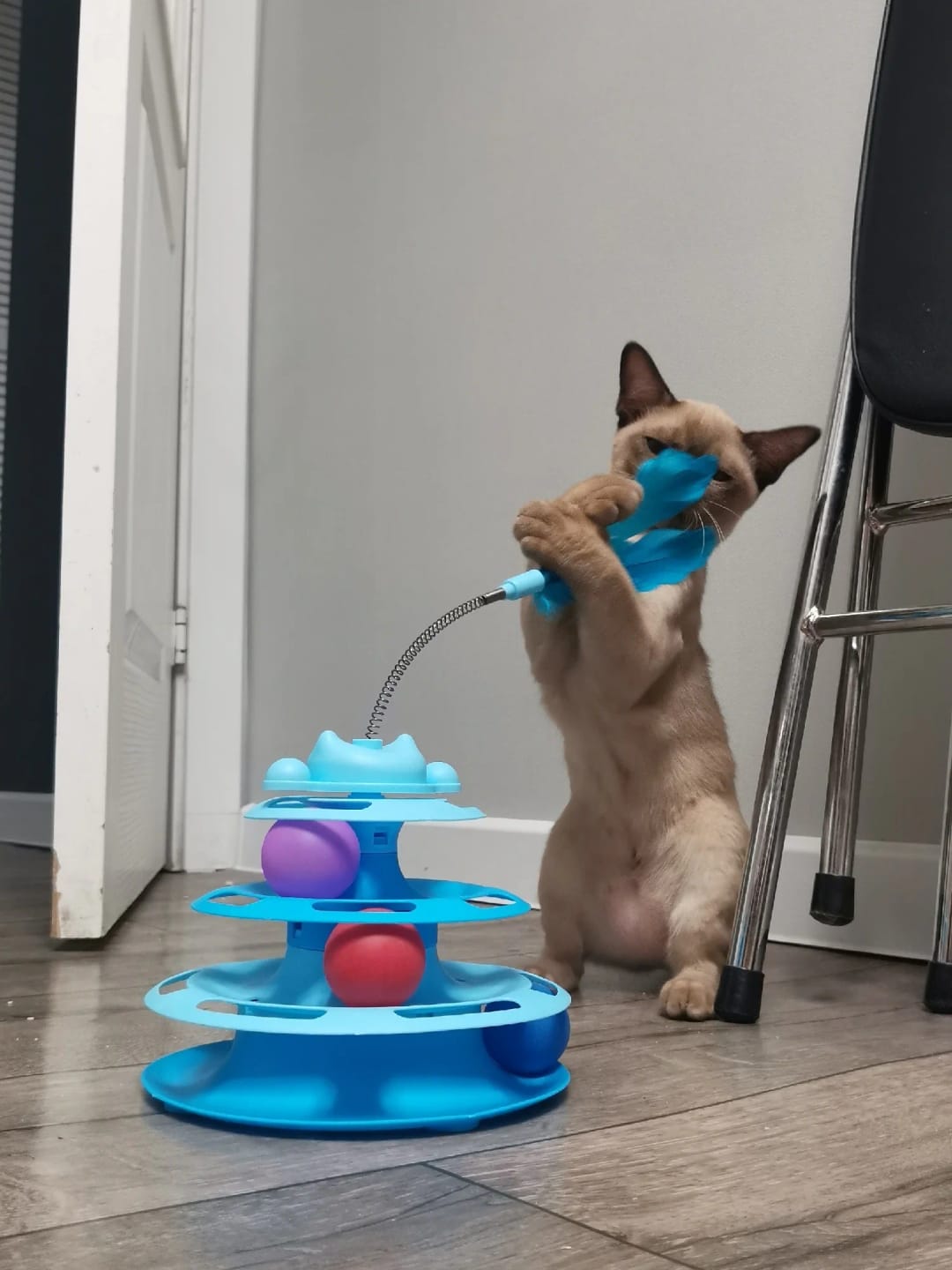 Customer photo review of Three Tier Cat Ball Track Toy with Feather Teaser