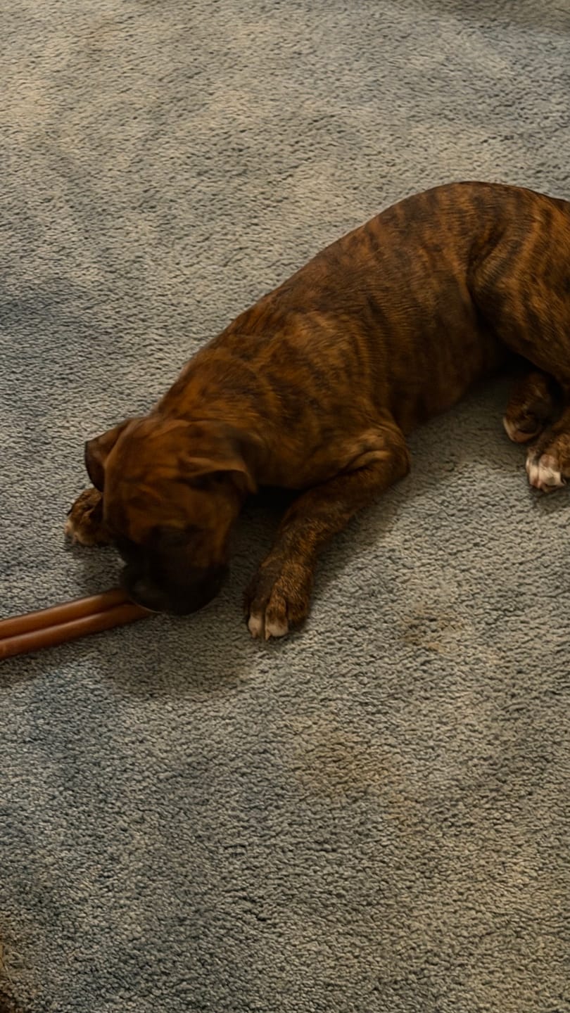 Customer photo review of Super Bull Sticks