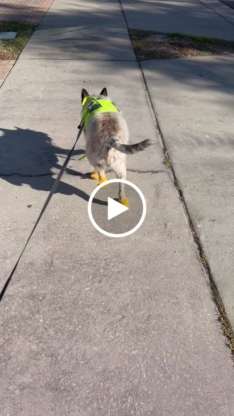Customer video review of WagWellies® Mojave