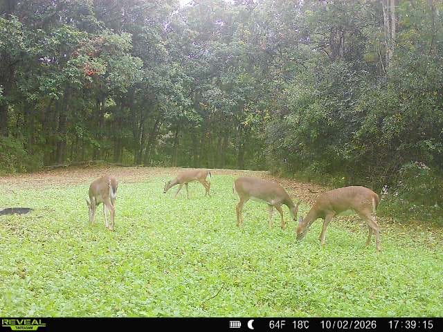 Customer photo review of Big Sexy™ Food Plot Seed