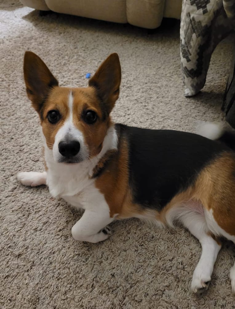 Customer photo review of Pawloo™ Tapete Inteligente para Perros