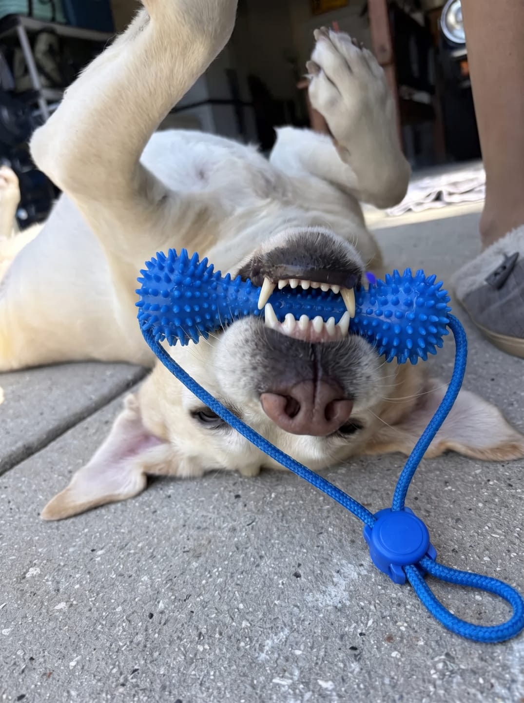 Customer photo review of Muffly™ Dental Bone – Cleans Teeth & Fresh Breath