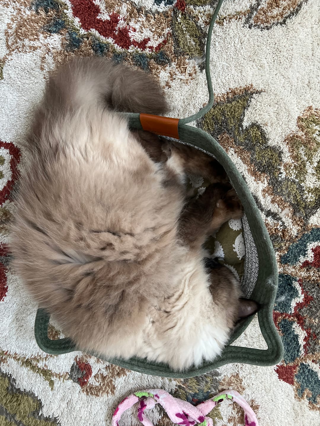 Customer photo review of Instinct Basket | Meet the first research-backed natural territory for indoor cats