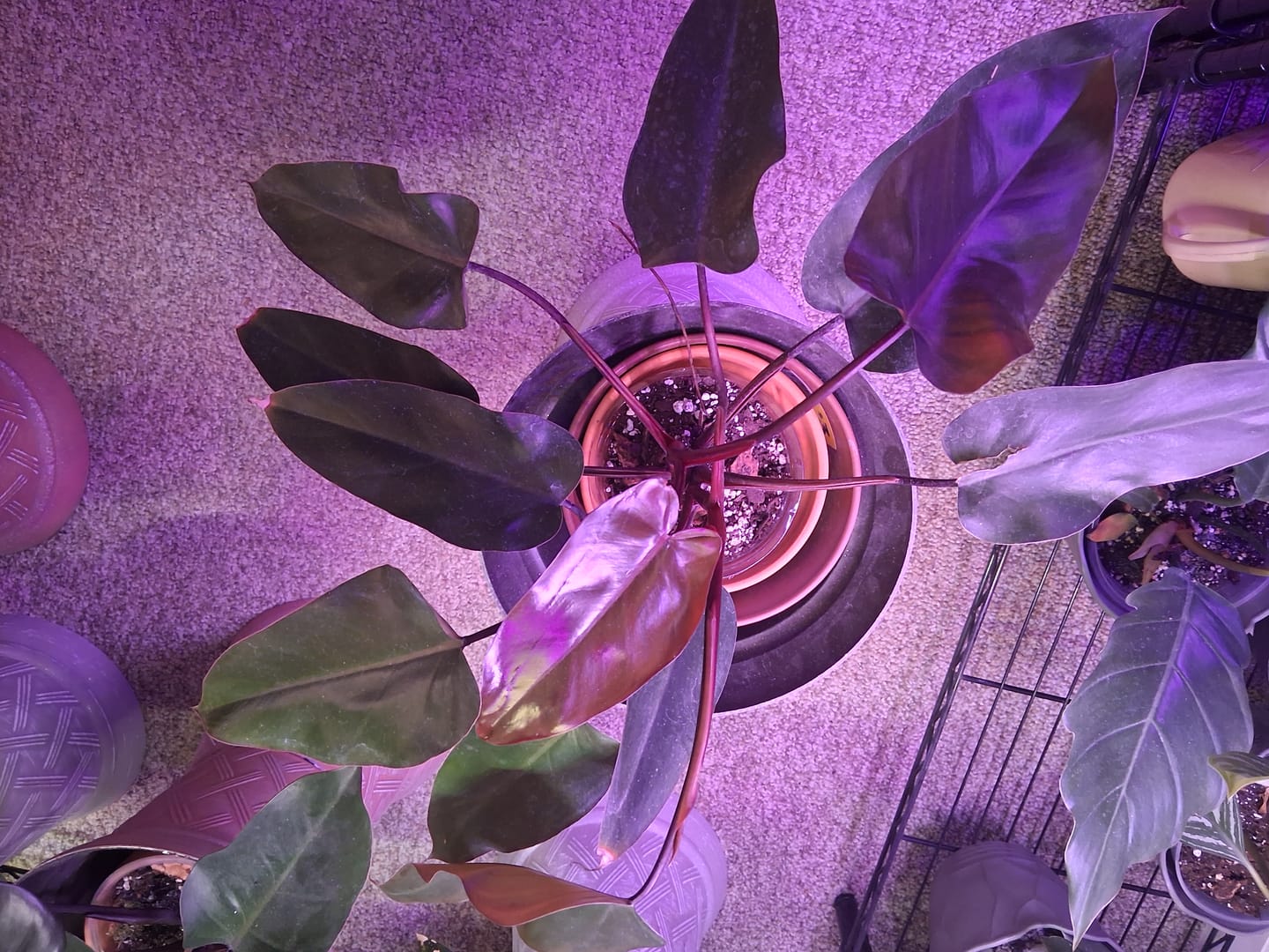 Customer photo review of Philodendron 'Bloody Mary'
