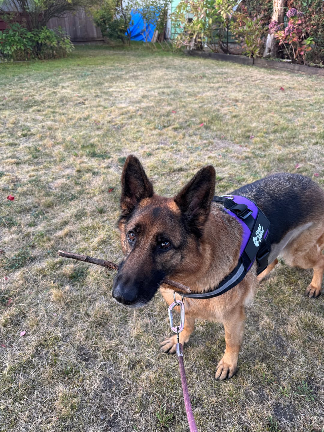 Customer photo review of SCOBYDOG No Pull Harness