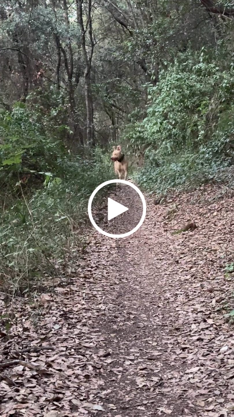 Customer video review of 5cm Combat® Collar | With Handle & Secure Clip - Khaki