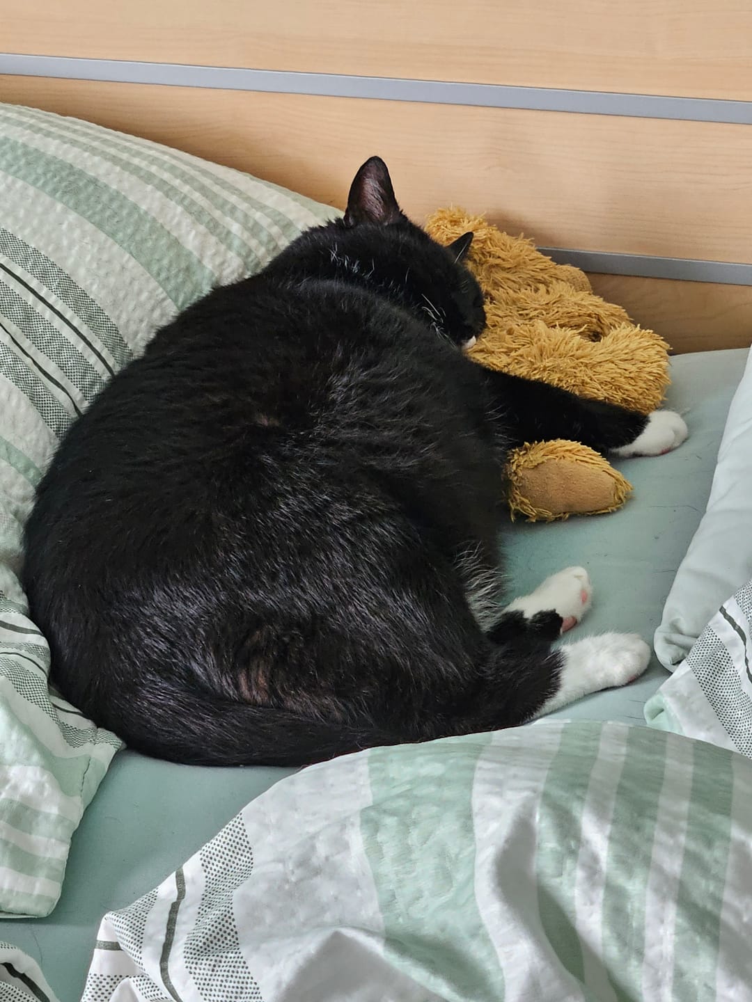 Customer photo review of Katzenstreu (Angebot)