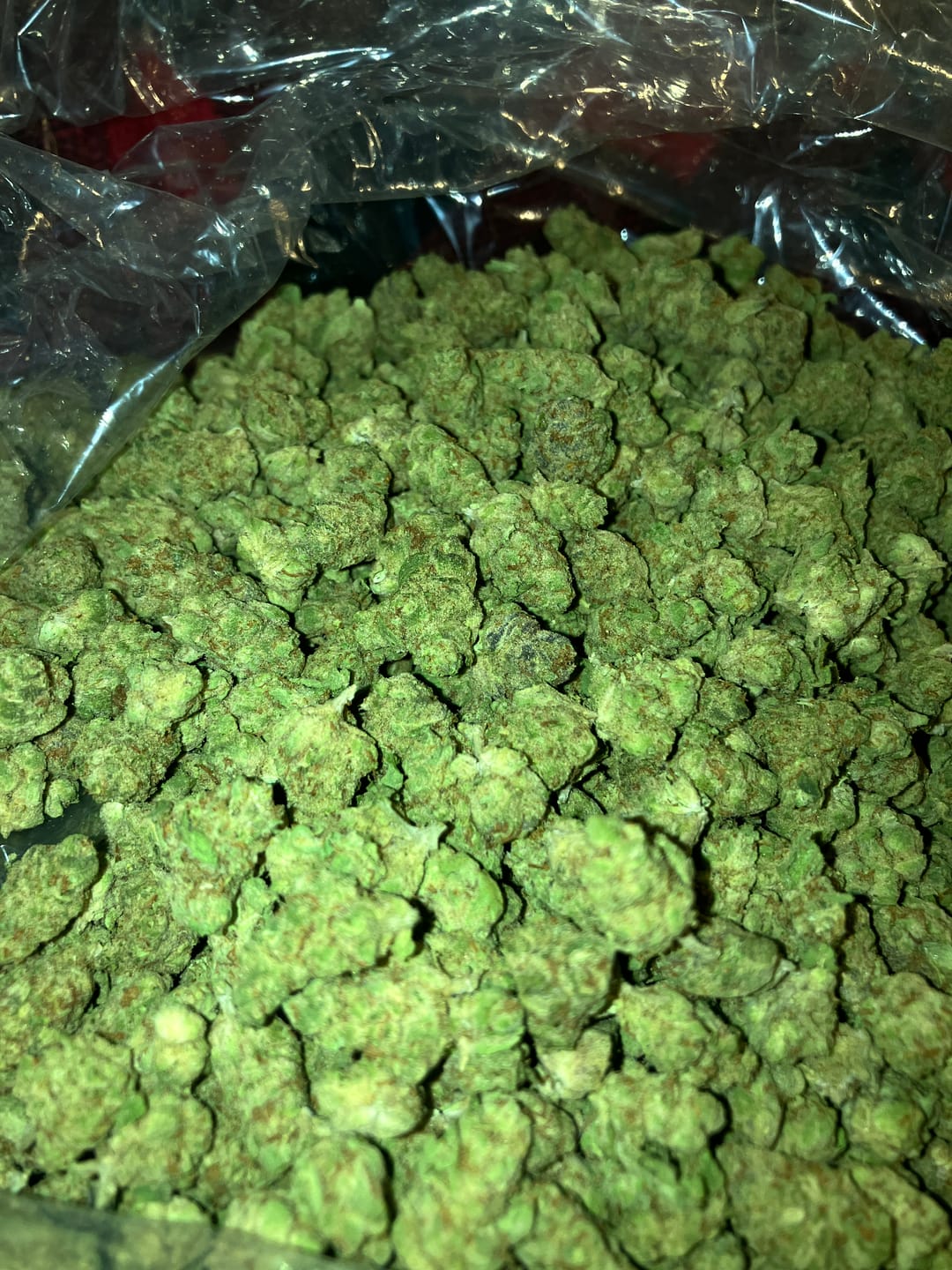 Customer photo review of Lemon Sherbs Minis - Bulk Minis - Indica