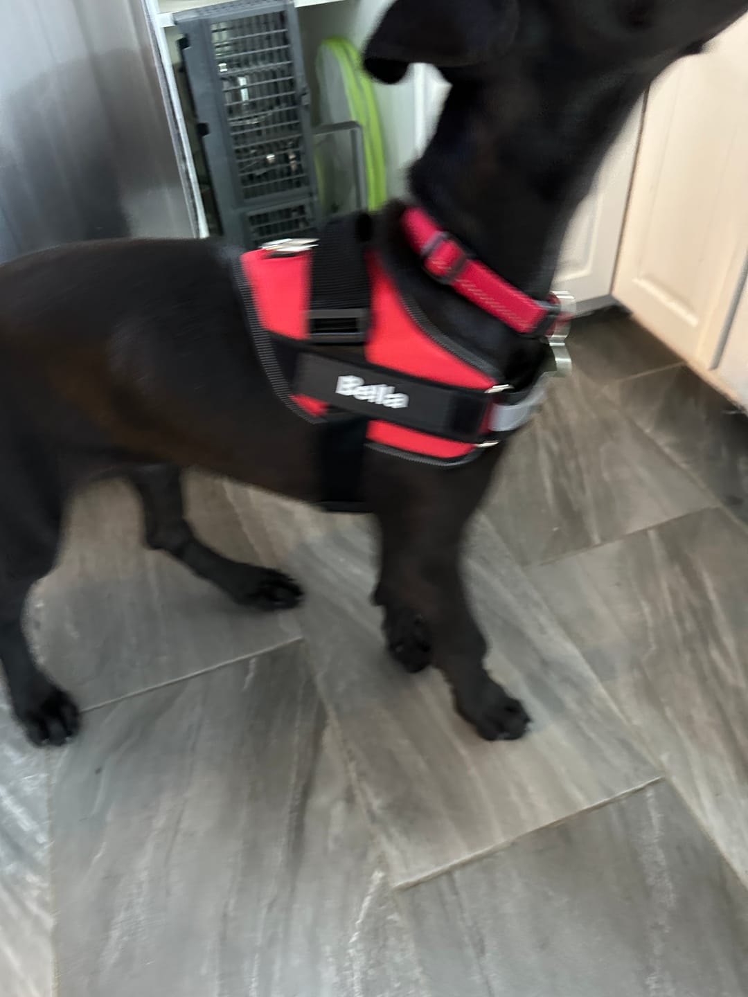 Customer photo review of SCOBYDOG No Pull Harness