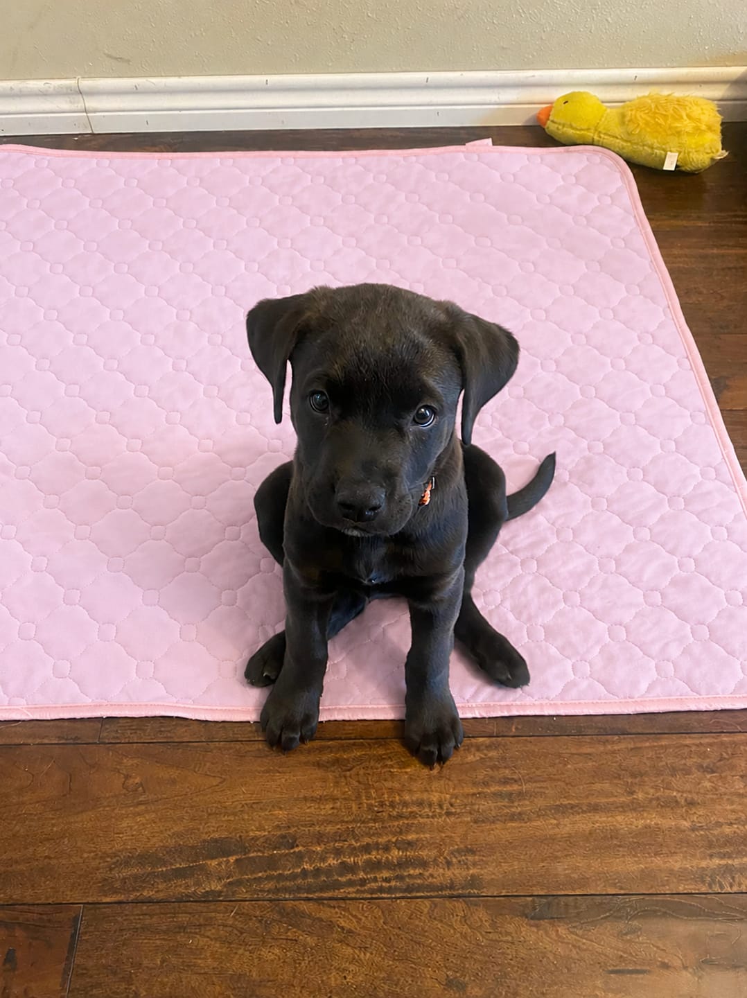 Customer photo review of Pawloo™ Tapete Inteligente para Perros