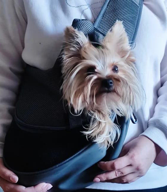 Customer photo review of Hands Free Pet Sling Carrier with Inner Safety Leash