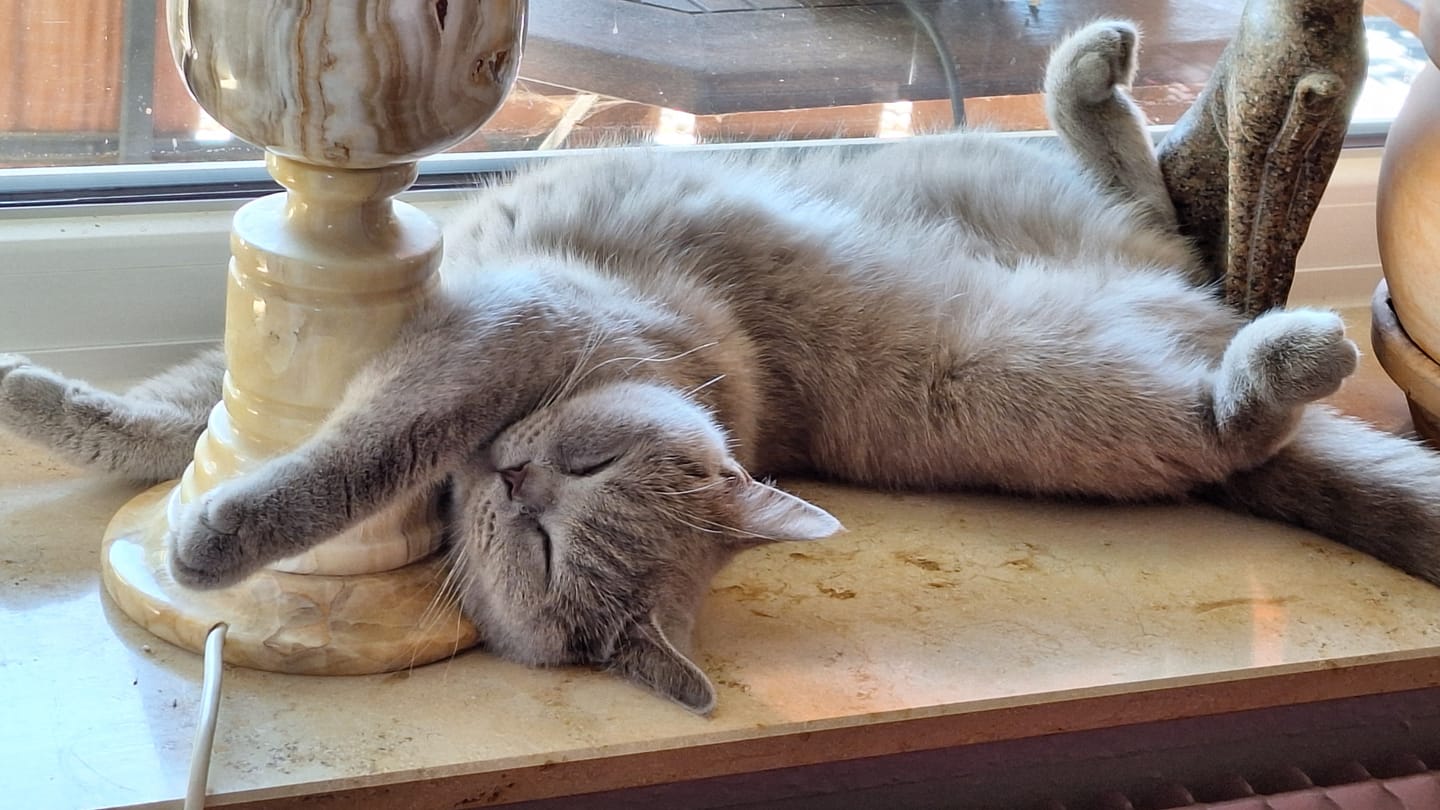 Customer photo review of Katzenstreu (Angebot)