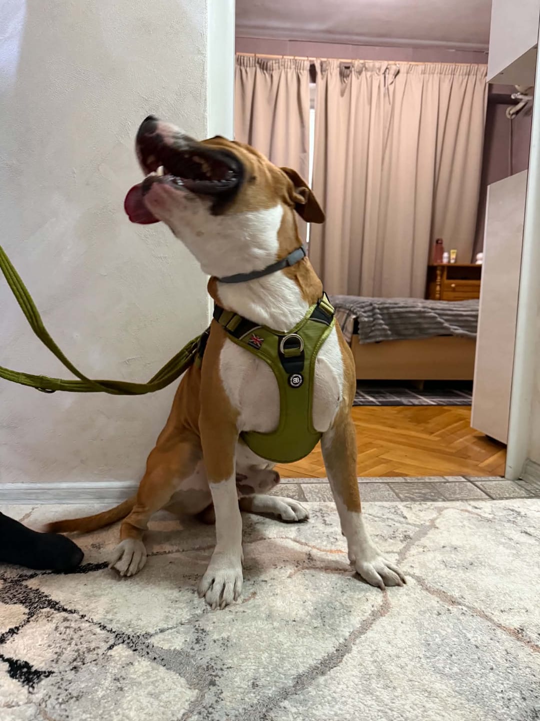 Customer photo review of Lightweight Training Double Ended Dog Leash | 2m Length - Olive Green