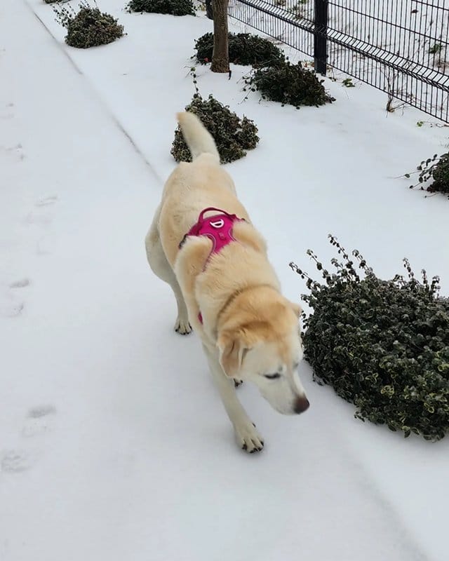 Customer photo review of Hip & Joint Chew