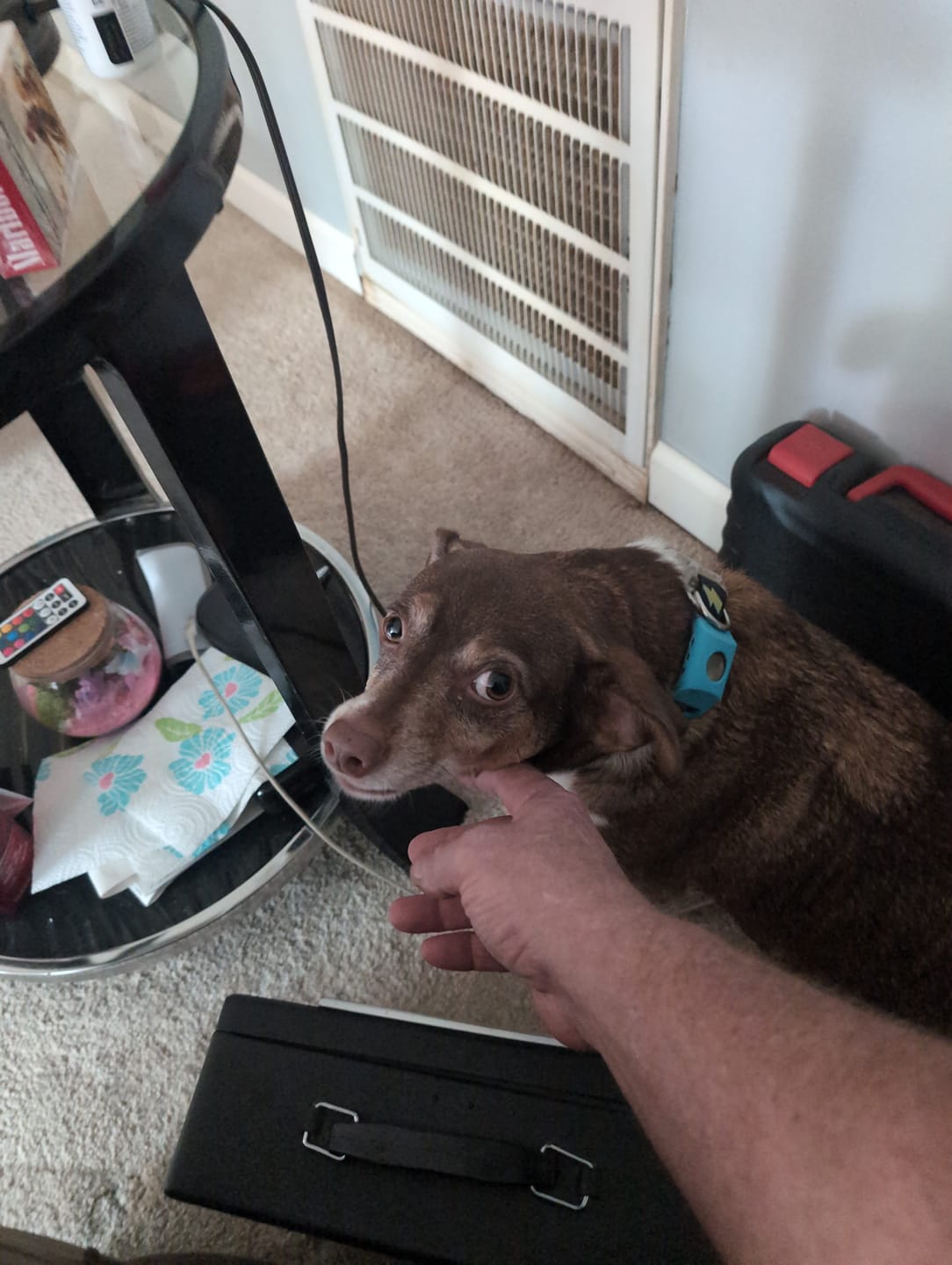 Customer photo review of FurLife™ 12 Months Flea and Tick Free
