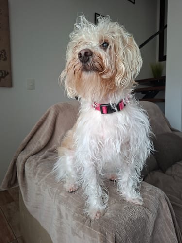 Customer photo review of Collar Remachado Básico (Perro)