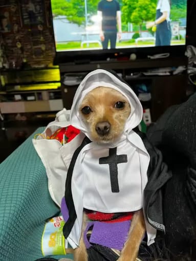 Customer photo review of Nun Costume for a Purrfect Halloween