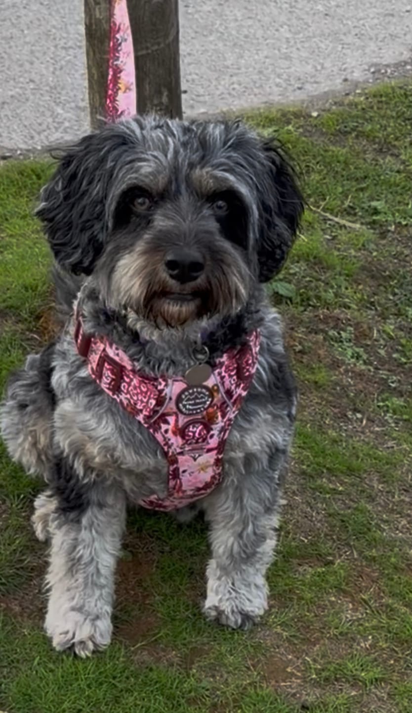 Customer photo review of Disney© Tough Trails™ Harness - Lion King Sunset Safari