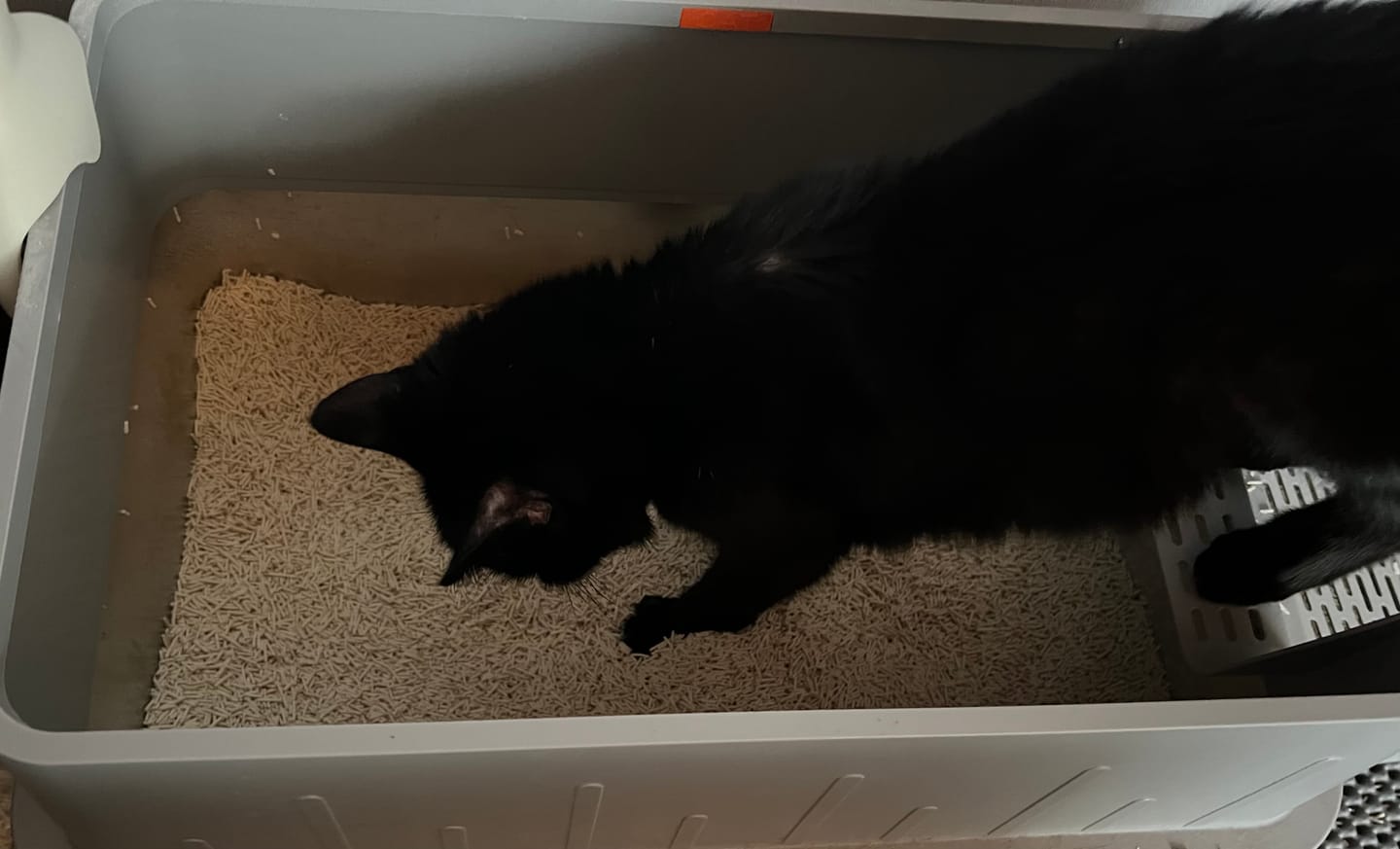 Customer photo review of Katzenstreu 2+1 Aktion
