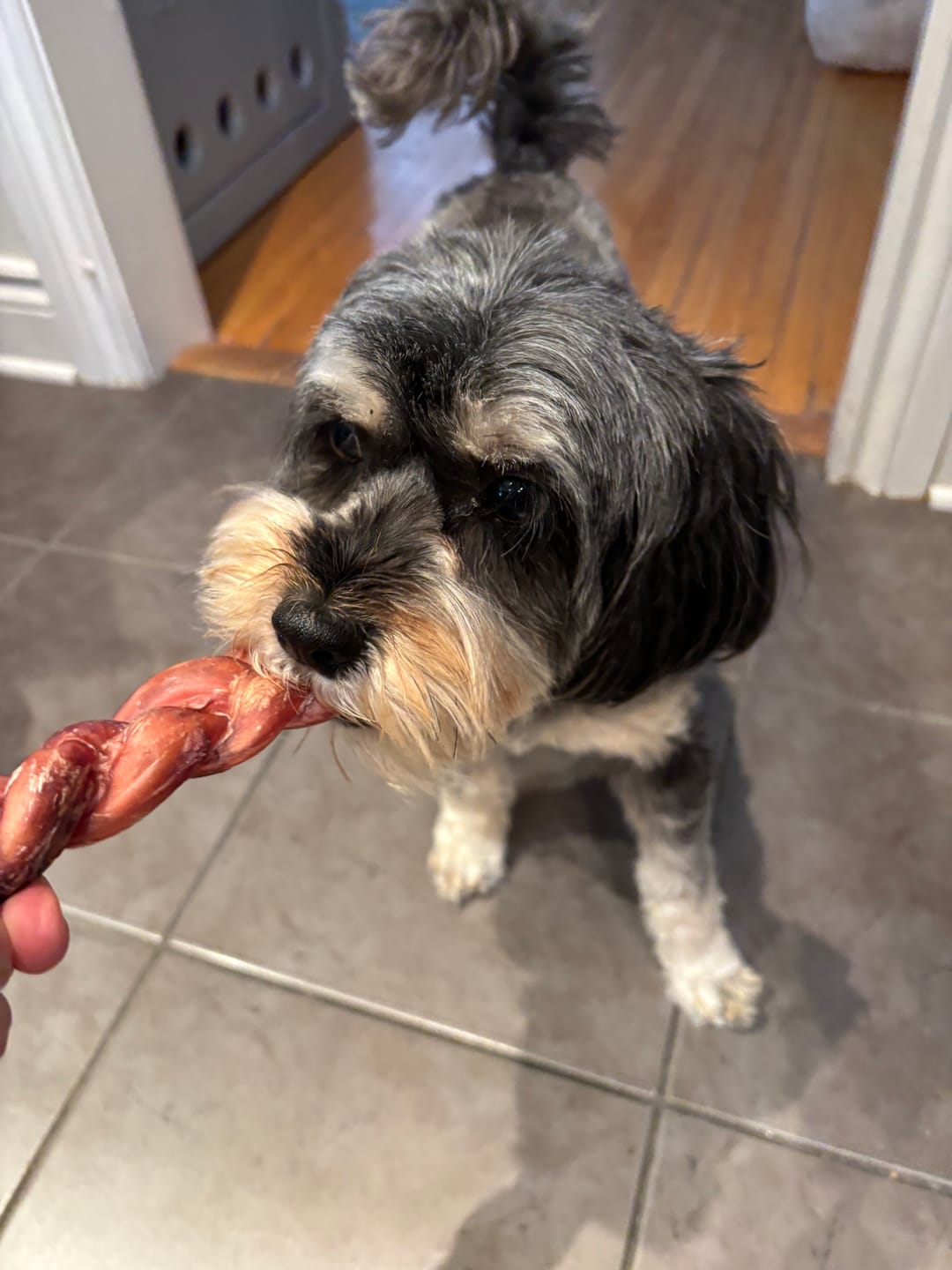 Customer photo review of 6 Inch Thick Braided Bully Stick