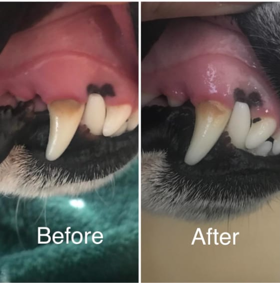 Customer photo review of Toallitas dentales naturales para mascotas