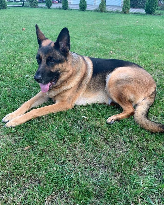 Customer photo review of Hip & Joint Chew