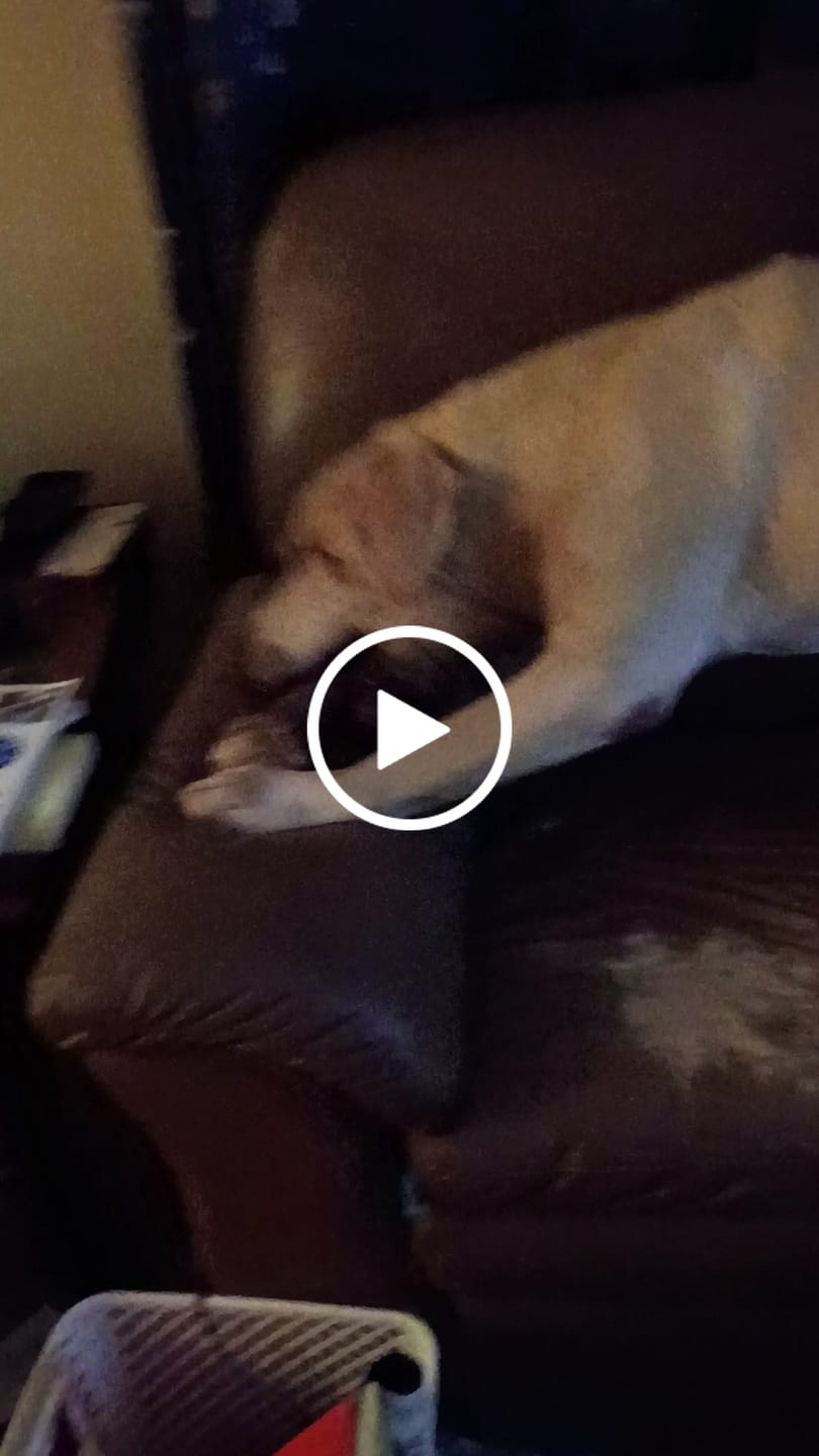 Customer video review of Split Elk Antler Chew - Giant (85+ lbs)