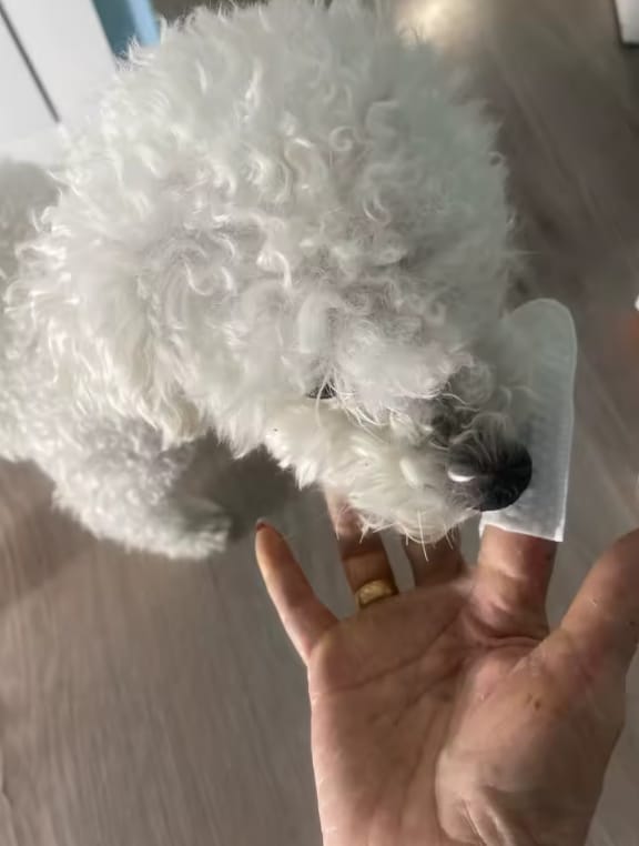 Customer photo review of Toallitas dentales naturales para mascotas