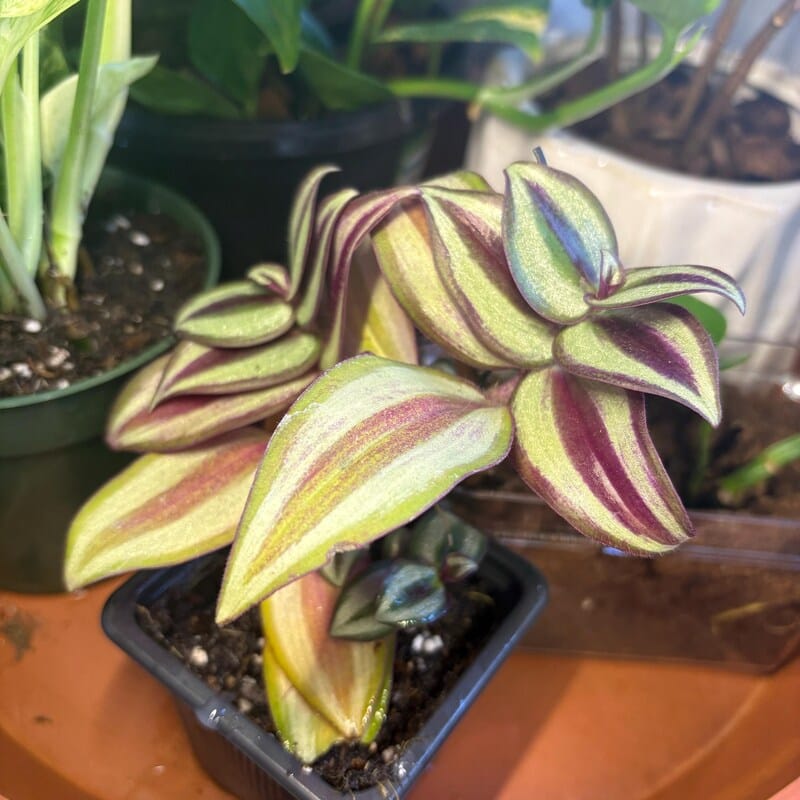 Customer photo review of Silver Wandering Jew Plant in 3" Pot