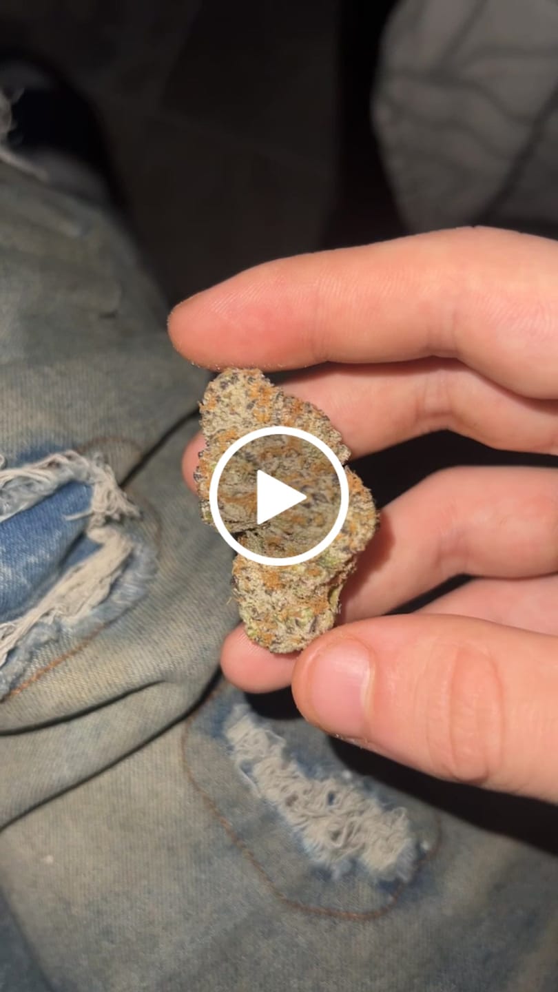 Customer video review of Black Truffle Indoor THCA Flower