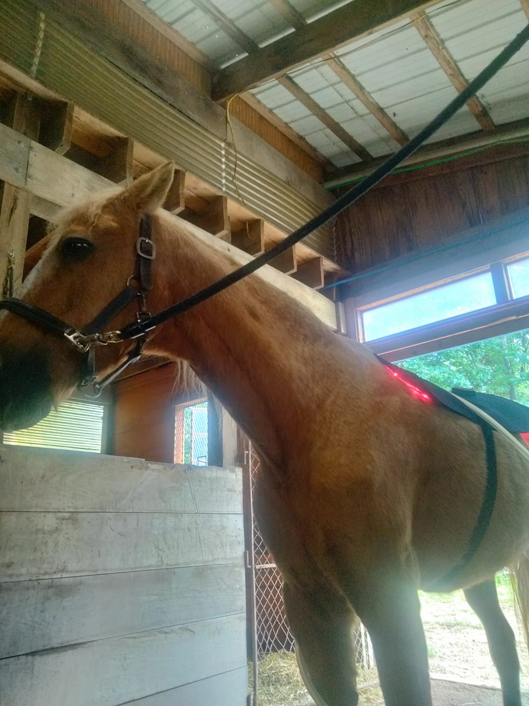 Customer photo review of HorseHalo™ HaloBack