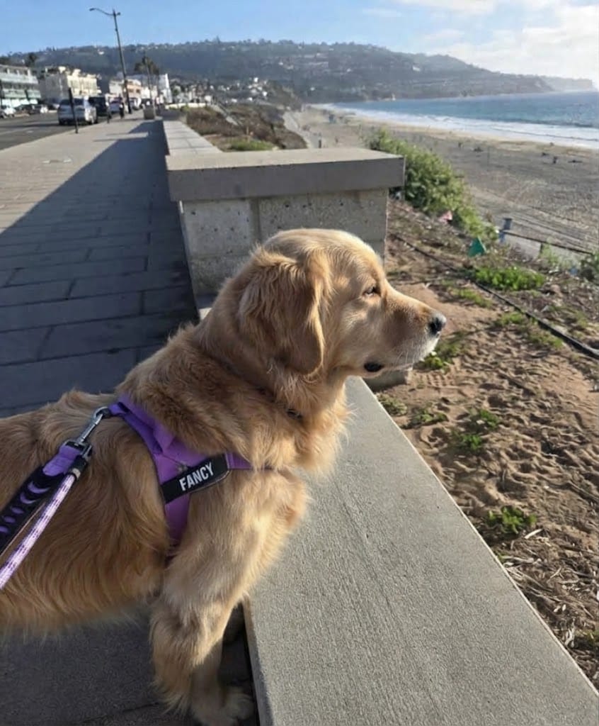Customer photo review of Arnés personalizado para perros
