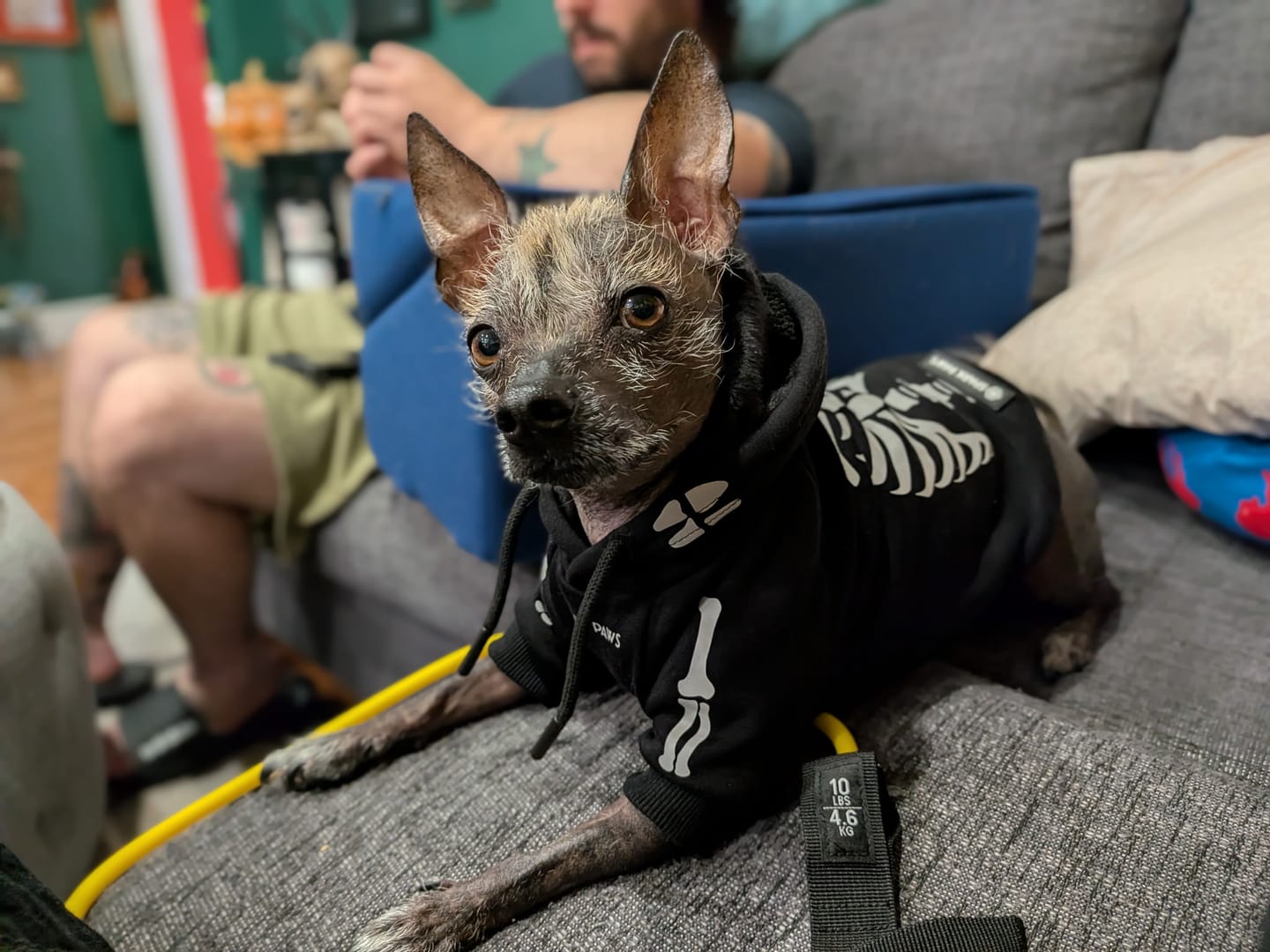 Customer photo review of Halloween Dog Hoodie - Reflective Skeleton
