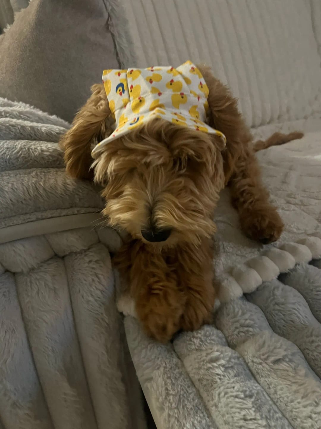 Customer photo review of Adjustable Pet Bucket Hat with Ear Holes for Sunny Walks