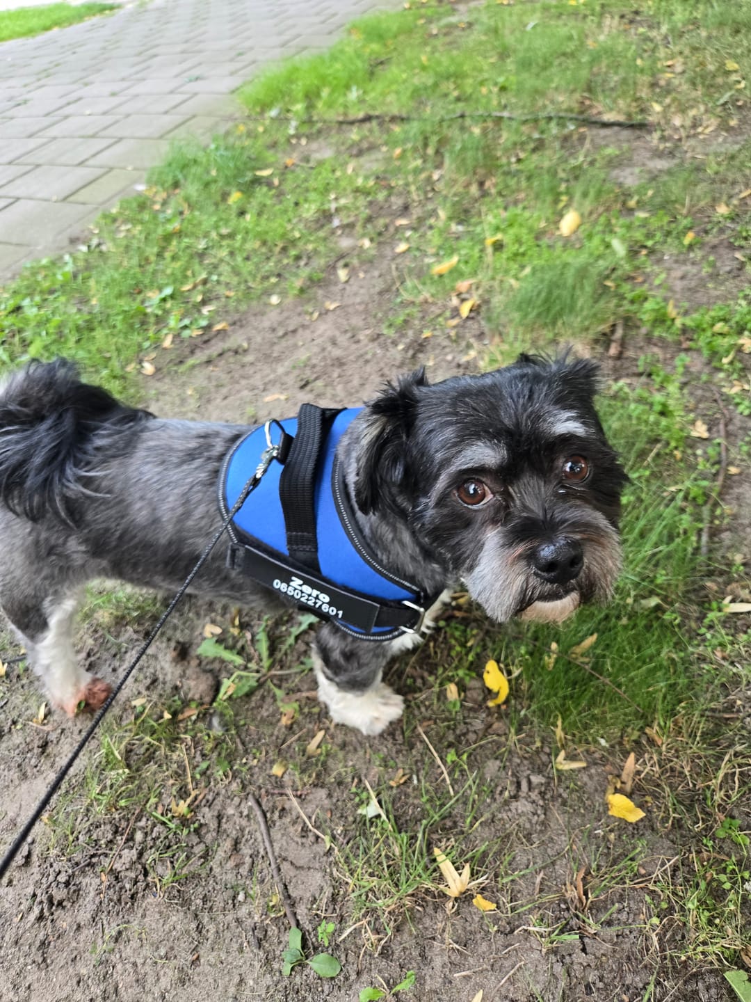 Customer photo review of PawGuard - Gepersonaliseerd Hondentuigje