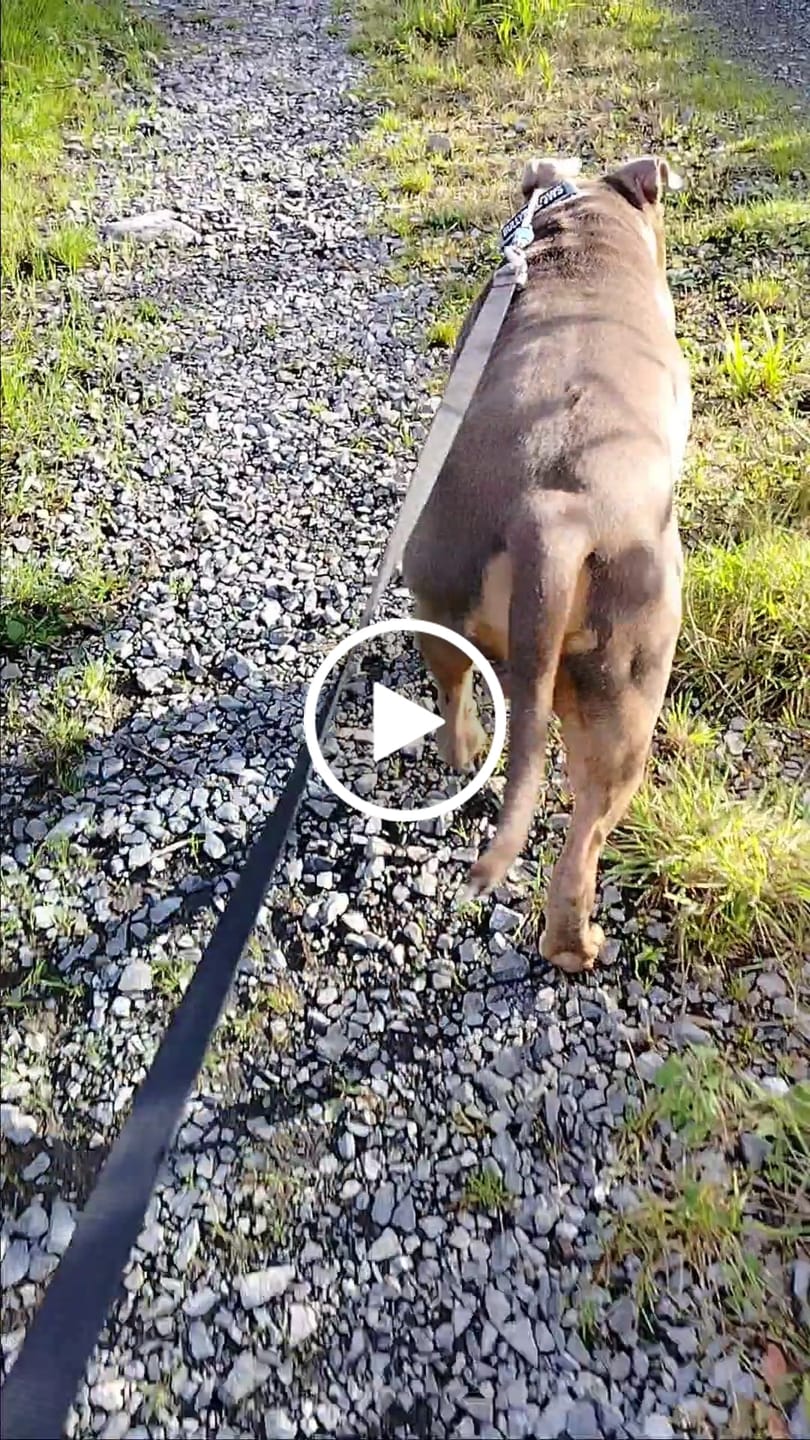 Customer video review of 5cm Combat® Collar | With Handle & Secure Clip - Metal Grey