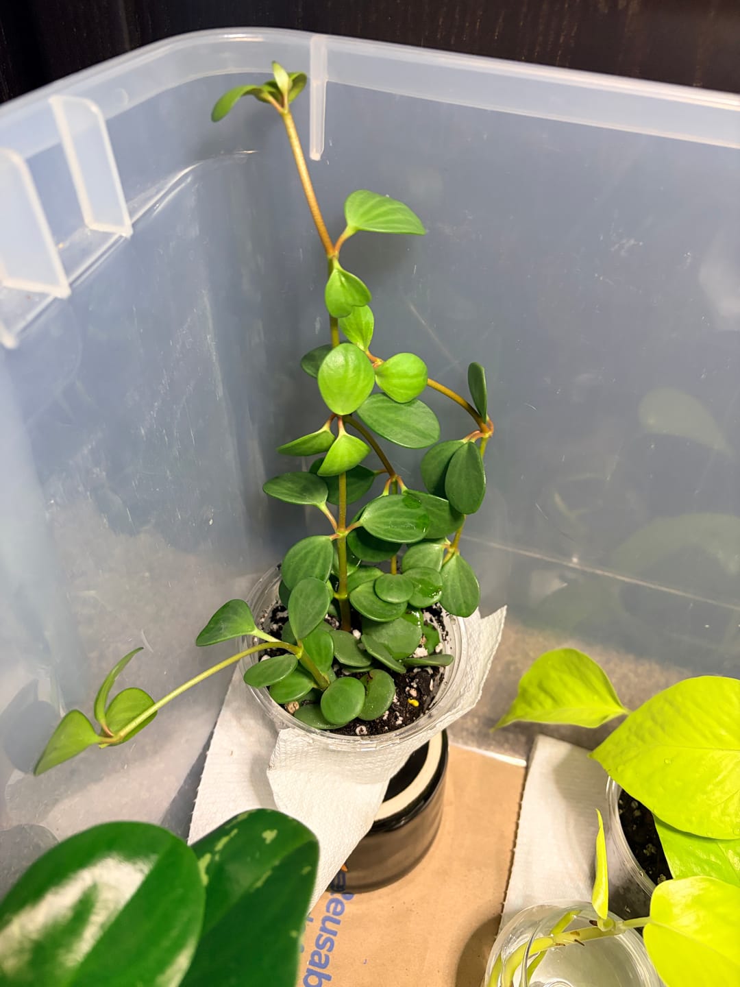 Customer photo review of Peperomia 'Hope'