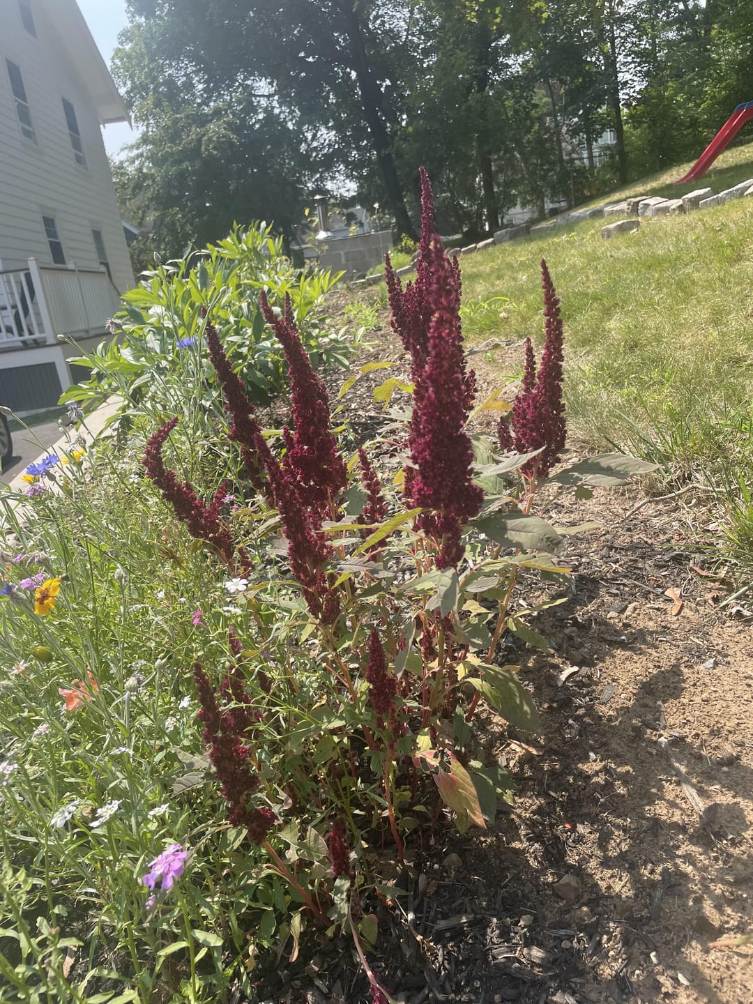 Customer photo review of Amaranthus Seeds - Pygmy Torch