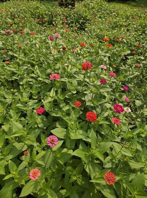 Customer photo review of Zinnia Seeds - Pumila / Cut & Come Again Mix