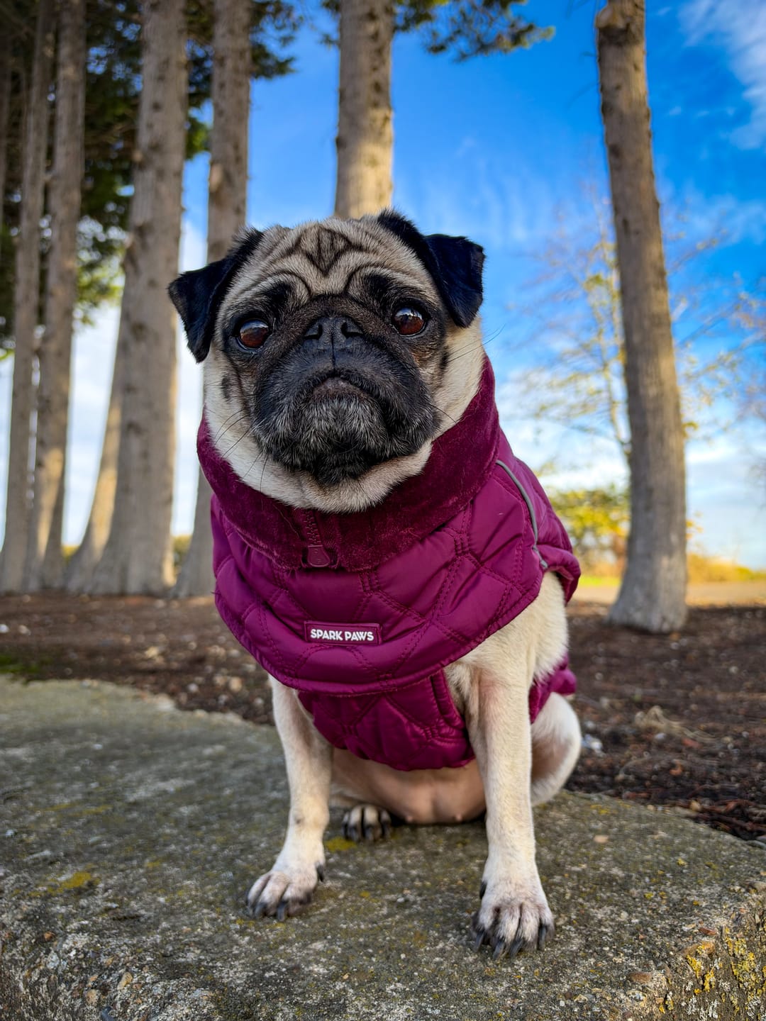 Customer photo review of Quilted Classic Winter Coat - Magenta (2)